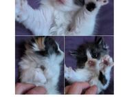 Perser Maine Coon Mix Maikätzchen - Weißenborn (Hessen)
