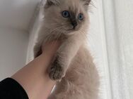 Ragdoll-Kätzchen Seal Point (männlich) zu verkaufen ein Herz auf vier Pfoten - München