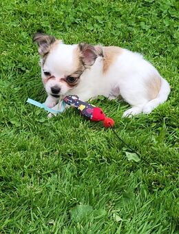 Chihuahua welpen - Holdorf (Niedersachsen)
