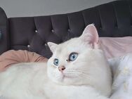 BKH - Kater Weiß mit Blauen Augen - Sprockhövel