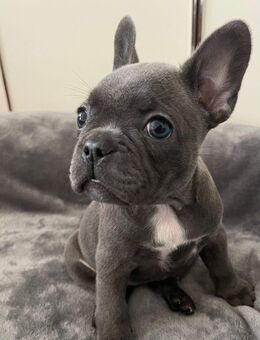 Französische Bulldoggenwelpen (blau) suchen ein neues Zuhause - Bonn Beuel