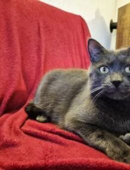 Fairy & Caillou suchen ein neues Zuhause - Kleinostheim