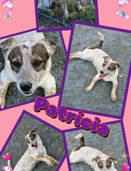 Süße Patricia sucht Familienanschluss! - Nürnberg