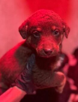 Lieber Welpe 13 C - Kallmünz