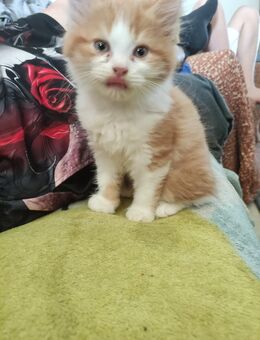 Maine coon Mix katerchen - Eimen