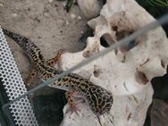 Leopardgecko Weibchen - Mainz