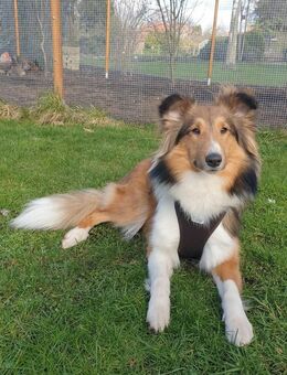 Liebenswerte Sheltie-Hündin (3 Jahre) sucht Herzensmenschen - Edewecht