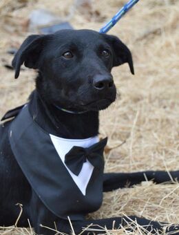 Nathan von kettenlos - Bollingstedt