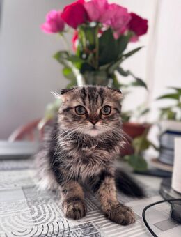 Schöne kater sucht neues zu Hause - Bonn Poppelsdorf