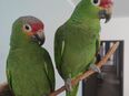 Gelbwangenamazonen (Papagei) Paar in 44799