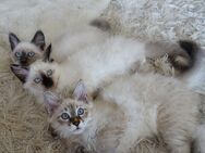 Heilige Birma Kitten Celine Katze - Singen (Hohentwiel)