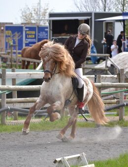 Isländer DECKHENGST Júni vom Derkingshof - Roetgen (Tor zur Eifel)