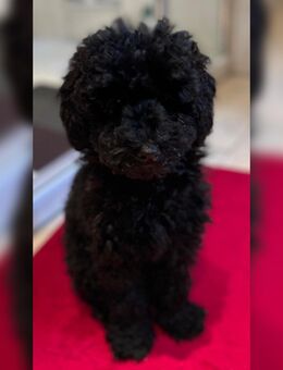 Zwergpudel sucht neue Familie - Balve