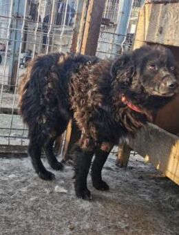 Chucky-SOS-wartet so lange in der Tötung - Blankenheim (Nordrhein-Westfalen)