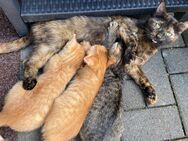 Babykatzen Kitten abzugeben. - Nachrodt-Wiblingwerde