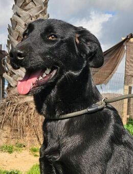 Kaathje, ruhig, noch etwas schüchtern - Berlin