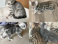 Bengal kitten Blue , Silber oder Braun 12 Wochen Abgabebereit - Dortmund