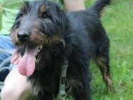 Speedy, su. aktive Besitzer - Neuhausen (Spree)