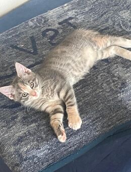 Maine coon Mix Kätzchen - Altomünster