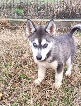 Süßer Demon sucht Zuhause - Olsberg