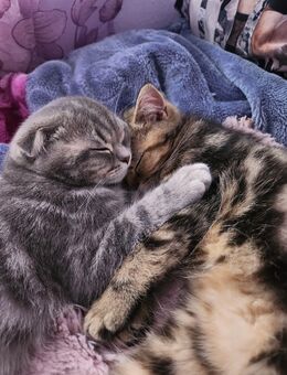 Katze abzugeben! - Leipzig