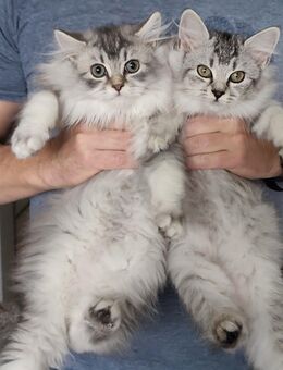 Zuckersüße Mischlingskätzchen suchen ein liebevolles Zuhause! - Duisburg