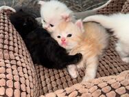 Baby Perse katzen - Neuss