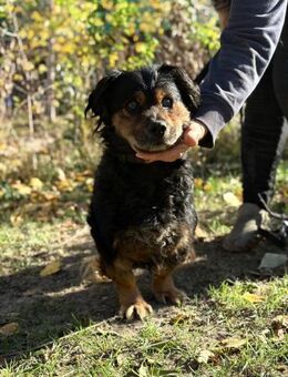 Bongor - herzig und aufgeschlossen - Köln