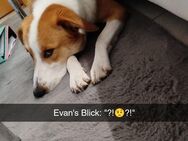 ‼️ DRINGEND WICHTIG ‼️ -bitte nehm DIR Zeit zum lesen...Hund (Mischling) - Mauchenheim