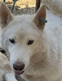 NAJO-wunderschöner Husky-Mix-Rüde,54 cm - Rösrath