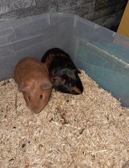 Wir suchen neu gurken geber - Dortmund Grevel