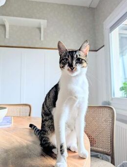 Charly aus dem Tierschutz - Grevenbroich