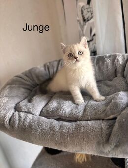 Süße BKH Kitten suchen ein neues Zuhause 💙🩷 - Essen