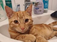 Süßer Kater zu verkaufen - Pinneberg