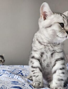 BKH KITTEN - Forchheim (Bayern)