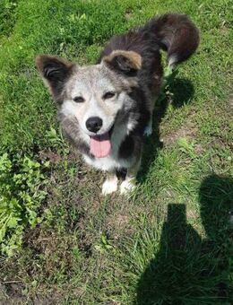 🌸 Lady die sanfte Husky-Schäferhundin - Ovelgönne