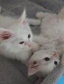 Kitten Maine Coon / NorwegischeWaldkatzenMix in 16767