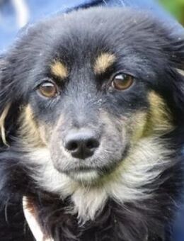 MALENA 2 sucht Familie - Gefrees