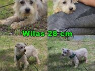 Wilas ist clever und wird schnell lernen - Schafflund