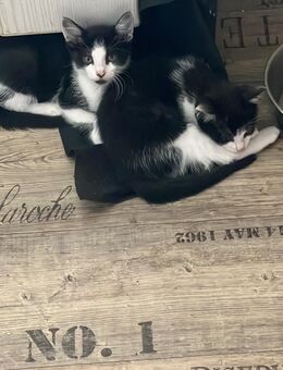 Fünf kleine Katzenmischlinge - Körle