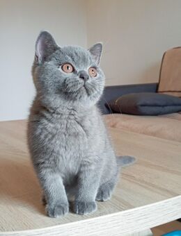 BKH-Kitten in blue und blue-tortie ( Stammbaum)! - Zirndorf