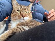 FiV+ Zigko aus dem Tierschutz - Grevenbroich