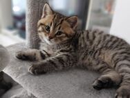 BKH kitten - Bremen