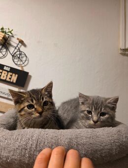 BKH Katze - Berlin Spandau