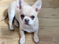 Creme Chihuahua Kurzhaar reinrassig - Aachen