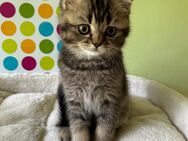 Reinrassige BKH Kitten:Nur noch 1 Kater übrig! - Würzburg