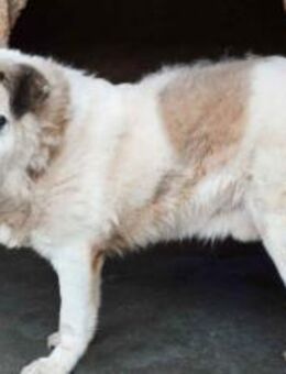 Erfahrenes Zuhause gesucht für Efran - München