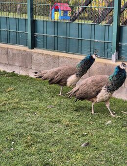 Verkaufe Pfauen - Droyßig