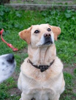 Meg - perfekter Familienhund - Berlin