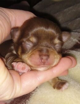 Chihuahua Welpen Mädchen lang Haar - Hannover Mitte